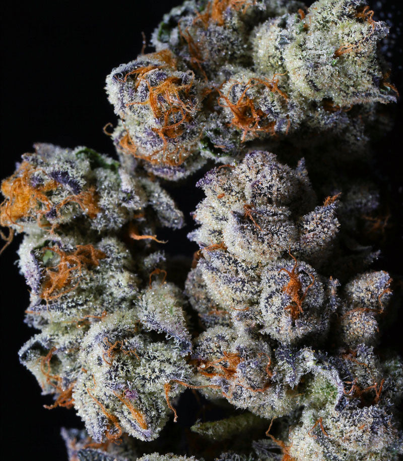 Purple Punch THCa Flower